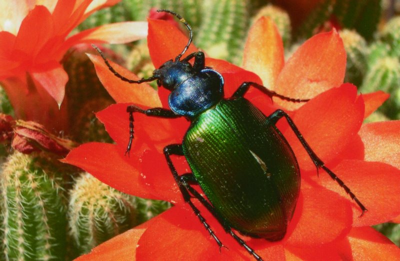 calosoma sycophanta!!!